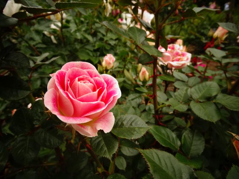 Free stock image of Pink Rose created by Soniya Ahuja