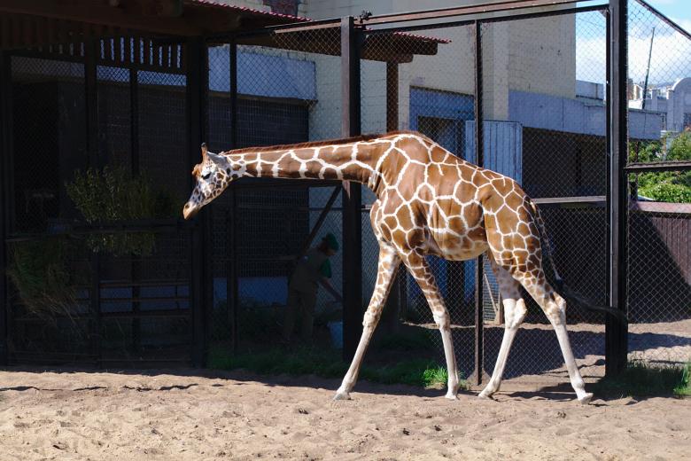 Free stock image of Giraffe created by Mikhail