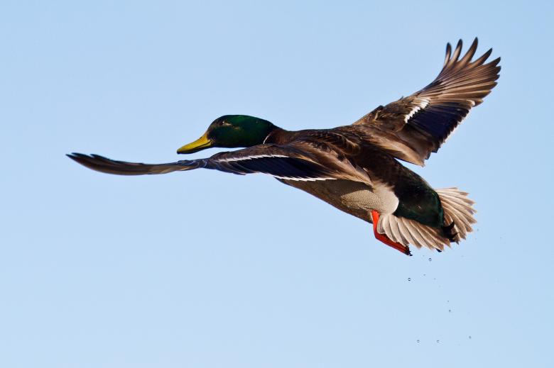 Free stock image of Duck created by Geoffrey Whiteway