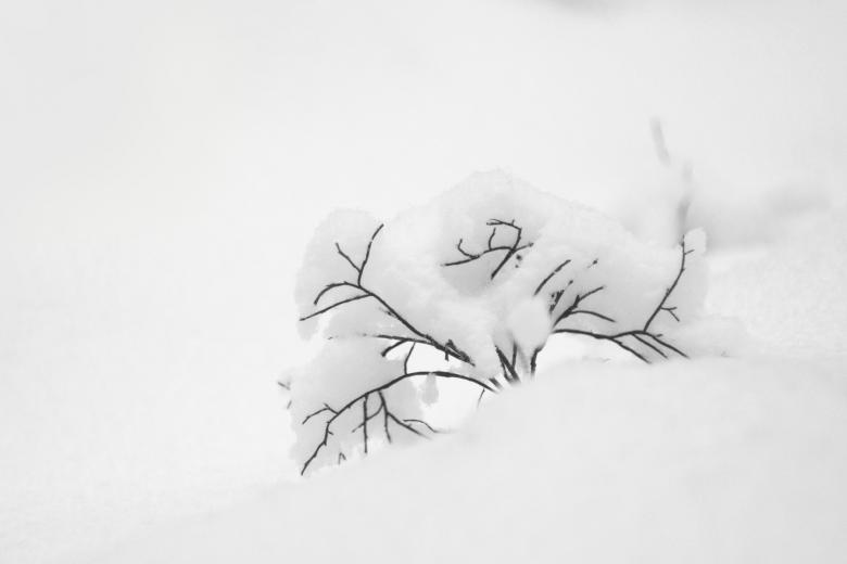 Free stock image of Small bush covered with snow created by Mikhail