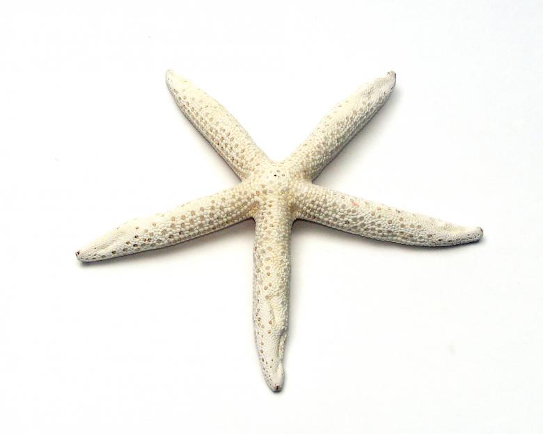 Free stock image of A starfish isolated created by Benjamin Miller