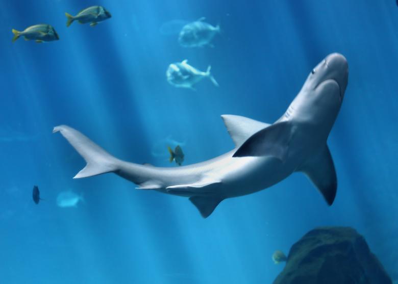 Free stock image of A shark swimming under water created by Benjamin Miller