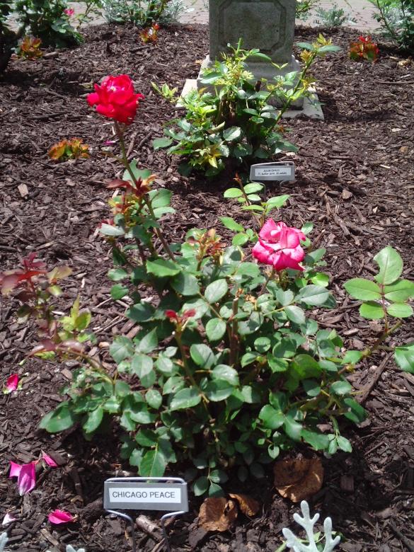 Free stock image of Chicago Peace Rose created by Cherie Durbin