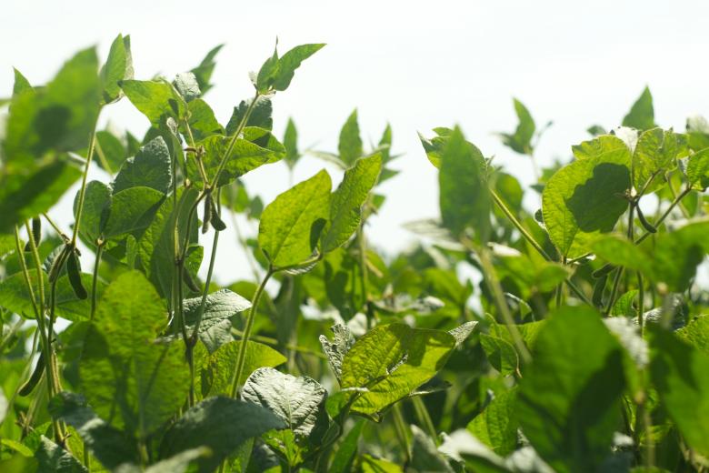 Free stock image of Soy plants created by Mikhail