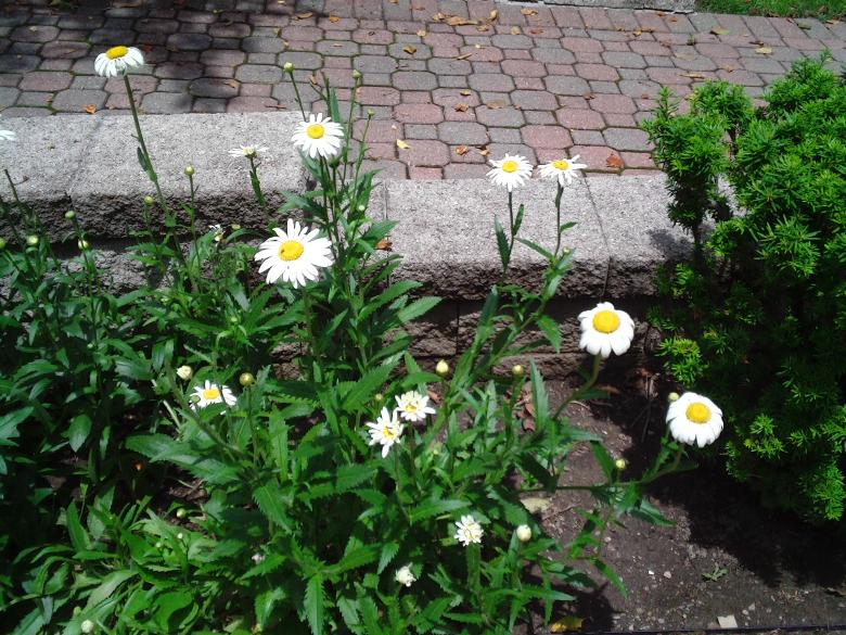 Free stock image of Daisy Garden created by Cherie Durbin