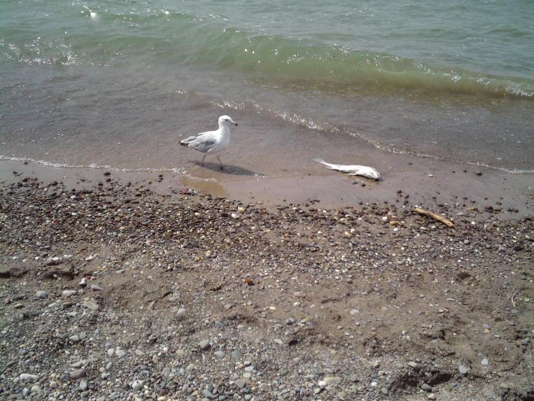 Free stock image of Slick Seagull created by Cherie Durbin