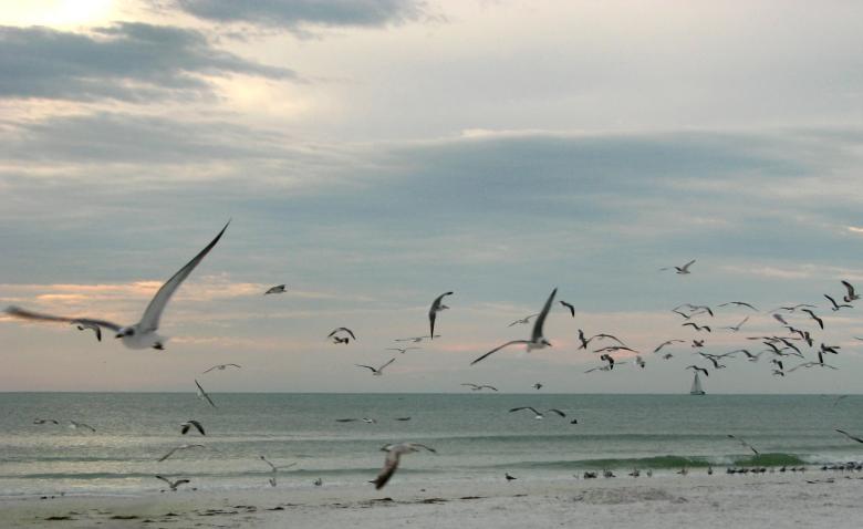 Free stock image of Seagulls flying over the beach at sunset created by Benjamin Miller