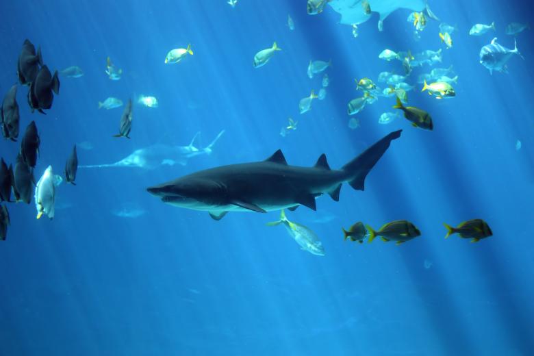 Free stock image of A shark swimming under water created by Benjamin Miller