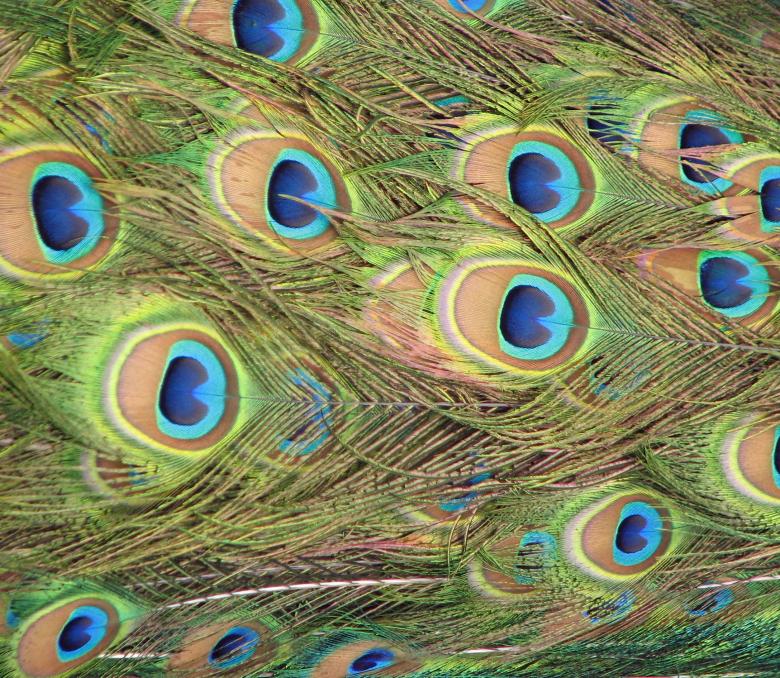 Free stock image of Closeup of peacock feathers created by Benjamin Miller