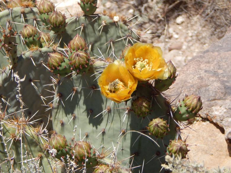 Free stock image of Cactus bloom created by Alison