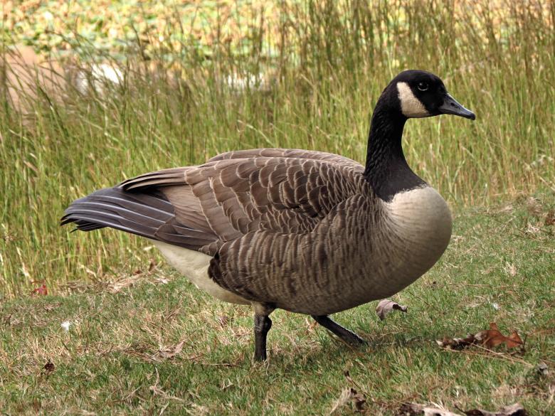 Free stock image of A Canada goose in tall grass created by Benjamin Miller