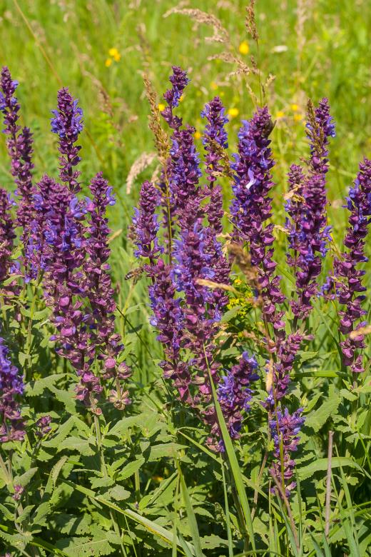 Free stock image of Wildflowers created by Evgenij Kutyavin