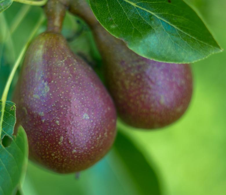 Free stock image of Pear created by Alen