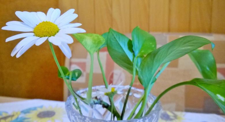 Free stock image of White Flower created by Klavdij Kralj
