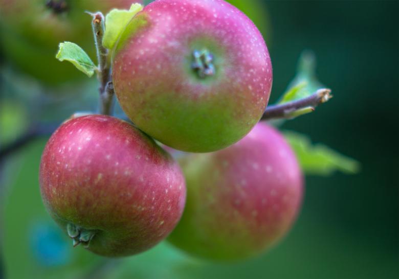 Free stock image of Apples created by Alen