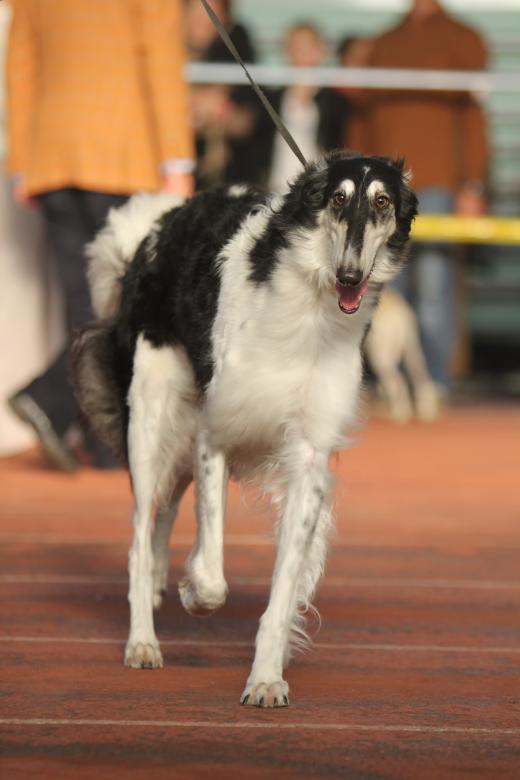 Free stock image of Walking dog created by Oksana Zahray