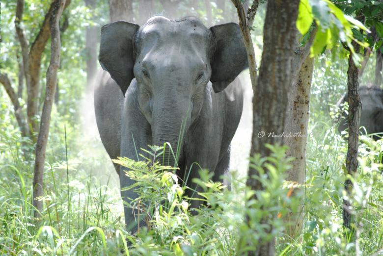 Free stock image of Ferocious Elephant created by Amar Roy