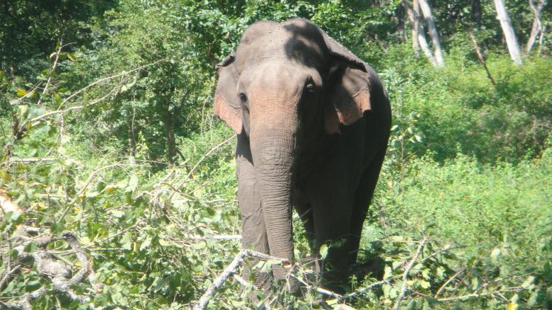 Free stock image of Single elephant walking in a jungle created by Amar Roy