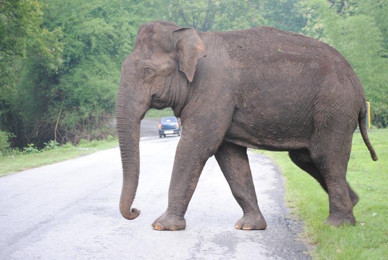 Free stock image of Single giant elephant walking on a road created by Amar Roy