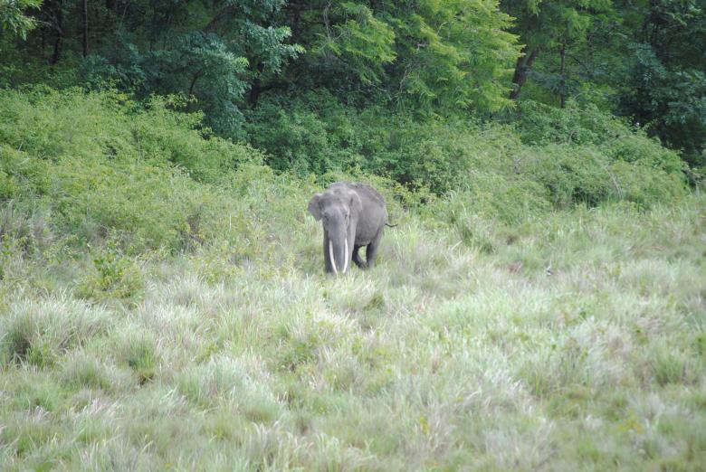 Free stock image of Ferocious Indian Elephant created by Amar Roy