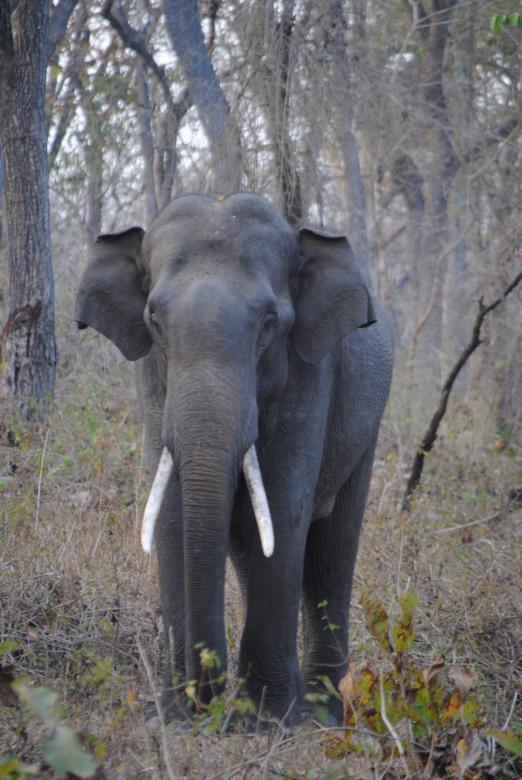 Free stock image of Standing alone giant big tusk elephant created by Amar Roy