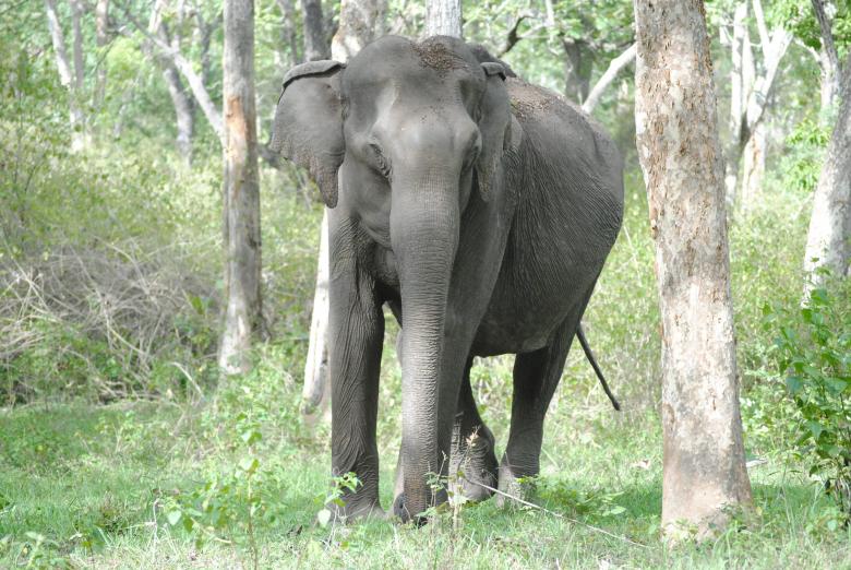 Free stock image of Indian elephant standing created by Amar Roy