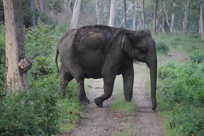Free stock image of Large indian elephant cross the road created by Amar Roy