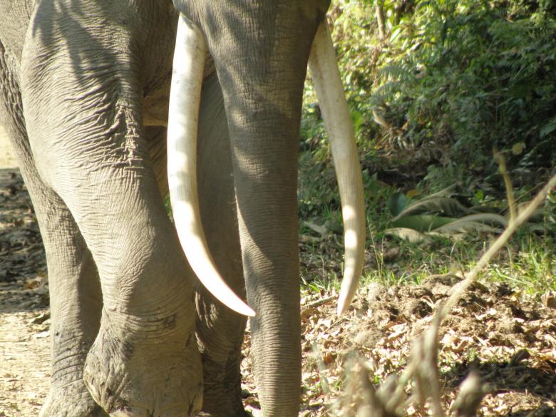 Free stock image of Kaziranga tusker created by Amar Roy