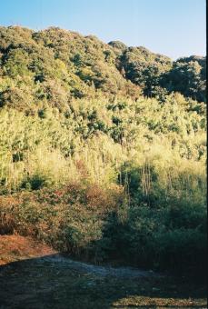 Neora Valley National Park, Evergreen Forest - Free Stock Photo