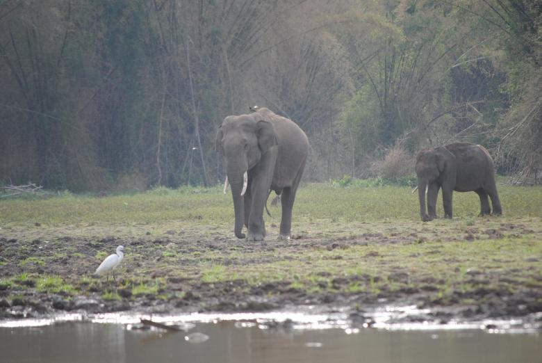 Free stock image of Elephants in Buxa created by Amar Roy