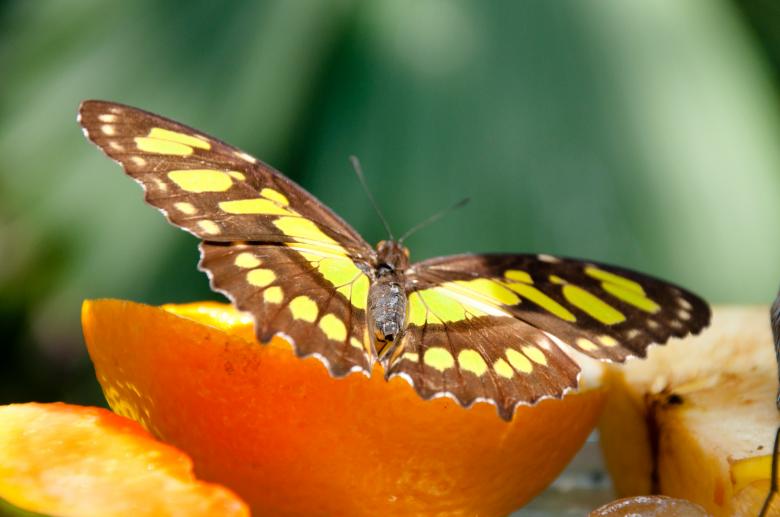 Free stock image of Butterfly in nature created by Luka