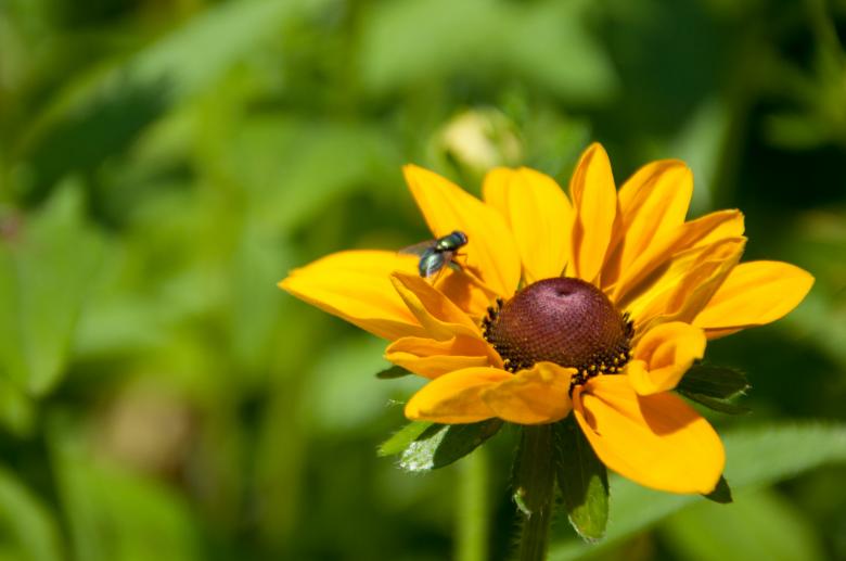 Free stock image of Black-eyed susan flower created by Luka