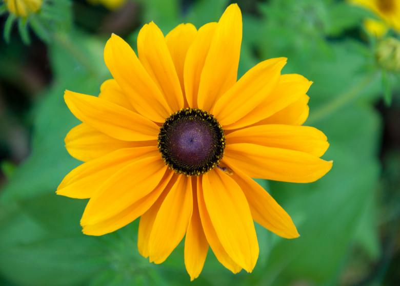 Free stock image of Black-eyed susan flower created by Luka