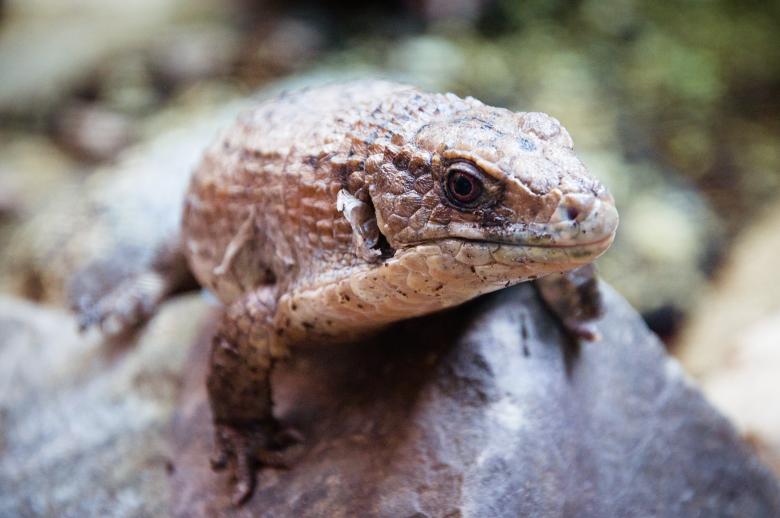 Free stock image of A close up of a lizard created by Luka