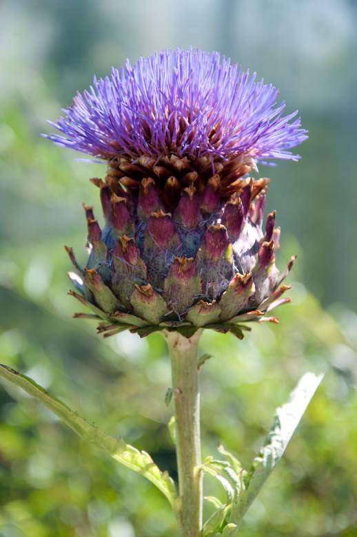Free stock image of Onopordum acanthium flower created by Luka
