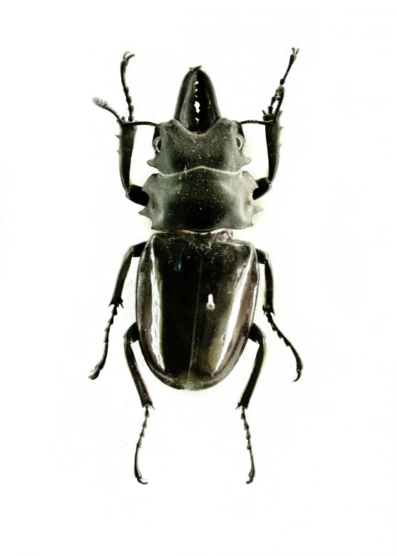 Free stock image of Black beetle isolated on white created by Luka