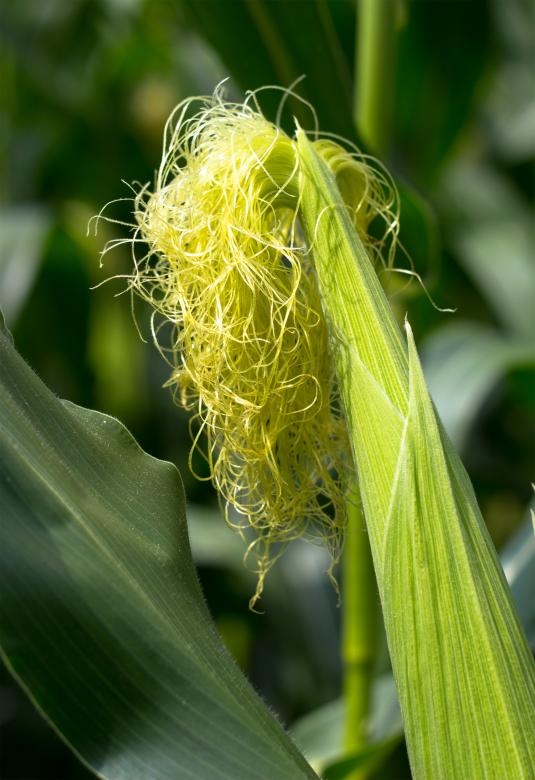 Free stock image of Growing corn created by Alen