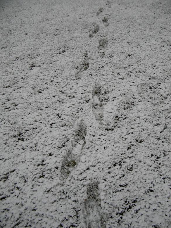 Free stock image of Footprints in the Snow created by Sara Holt
