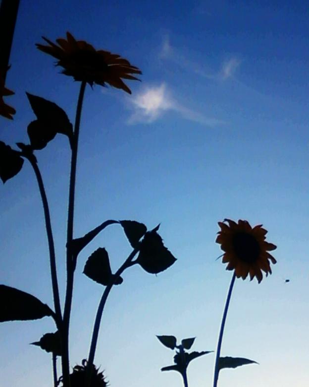 Free stock image of Sunflower Silhouettes created by Sara Holt