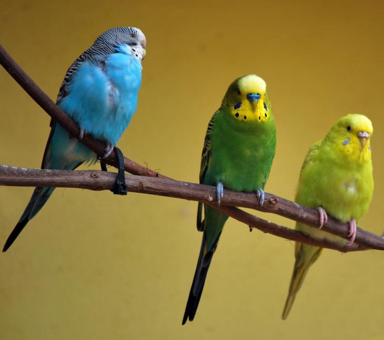 Free stock image of Green and blue parakeets created by Benjamin Miller