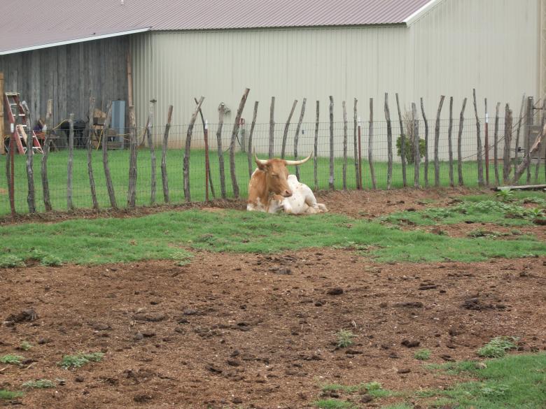 Free stock image of Longhorn Steer created by delicopsch56