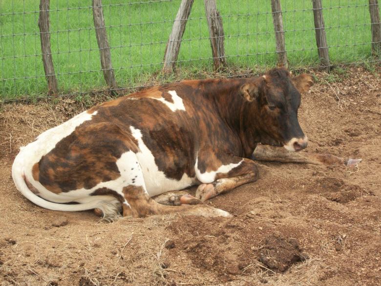 Free stock image of Resting Cow created by delicopsch56