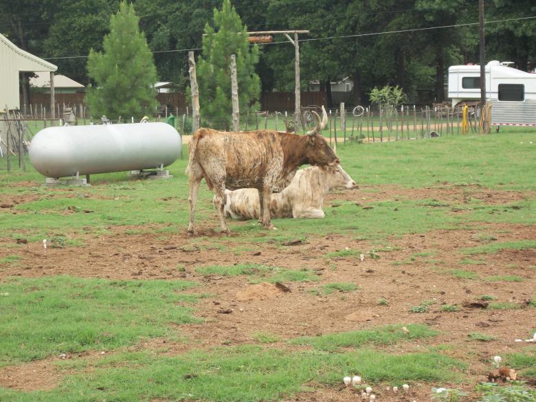 Free stock image of Longhorn Steer created by delicopsch56