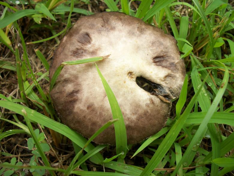 Free stock image of Wild Mushroom created by delicopsch56