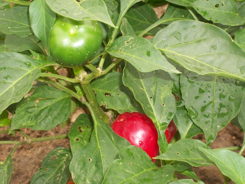 Free stock image of Red and green peppers created by delicopsch56