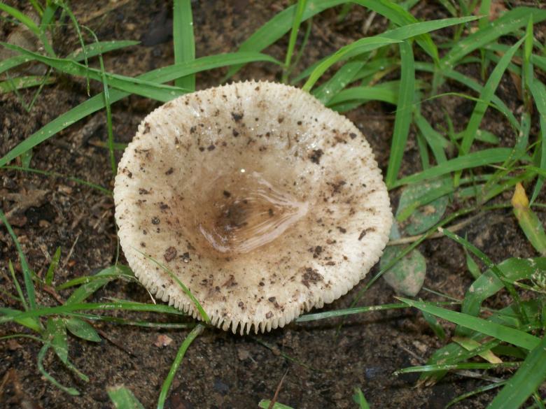 Free stock image of Wild Mushroom created by delicopsch56