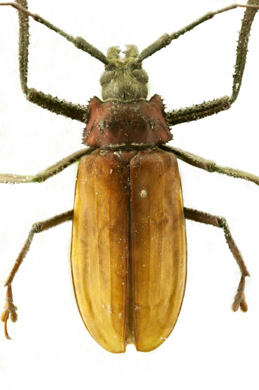 Free stock image of beetle isolated on white created by Luka