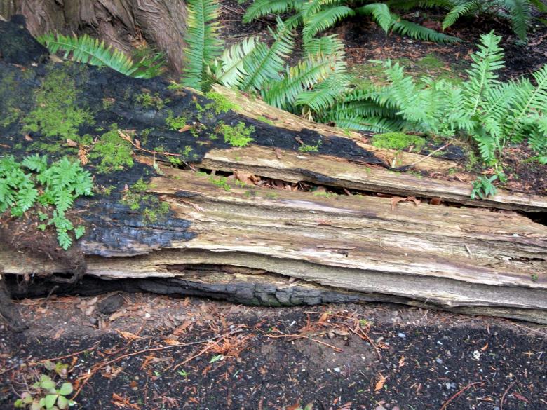Free stock image of Burnt log created by delicopsch56