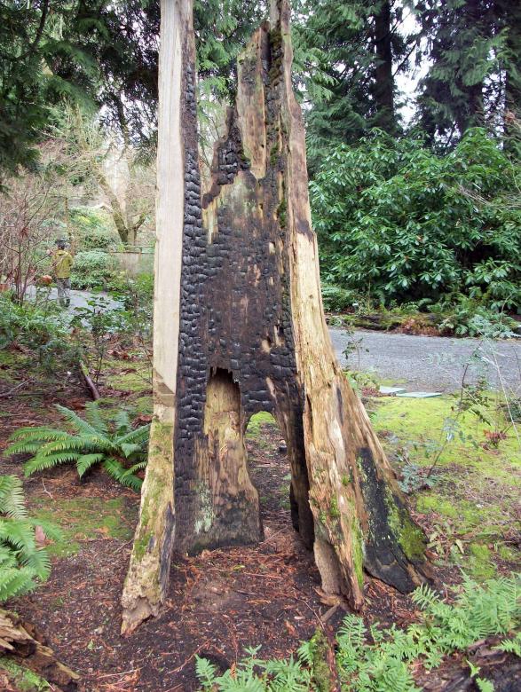 Free stock image of Burnt tree created by delicopsch56