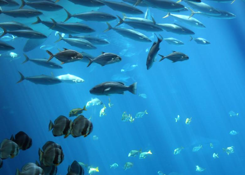 Free stock image of Tropical fish swimming under water created by Benjamin Miller